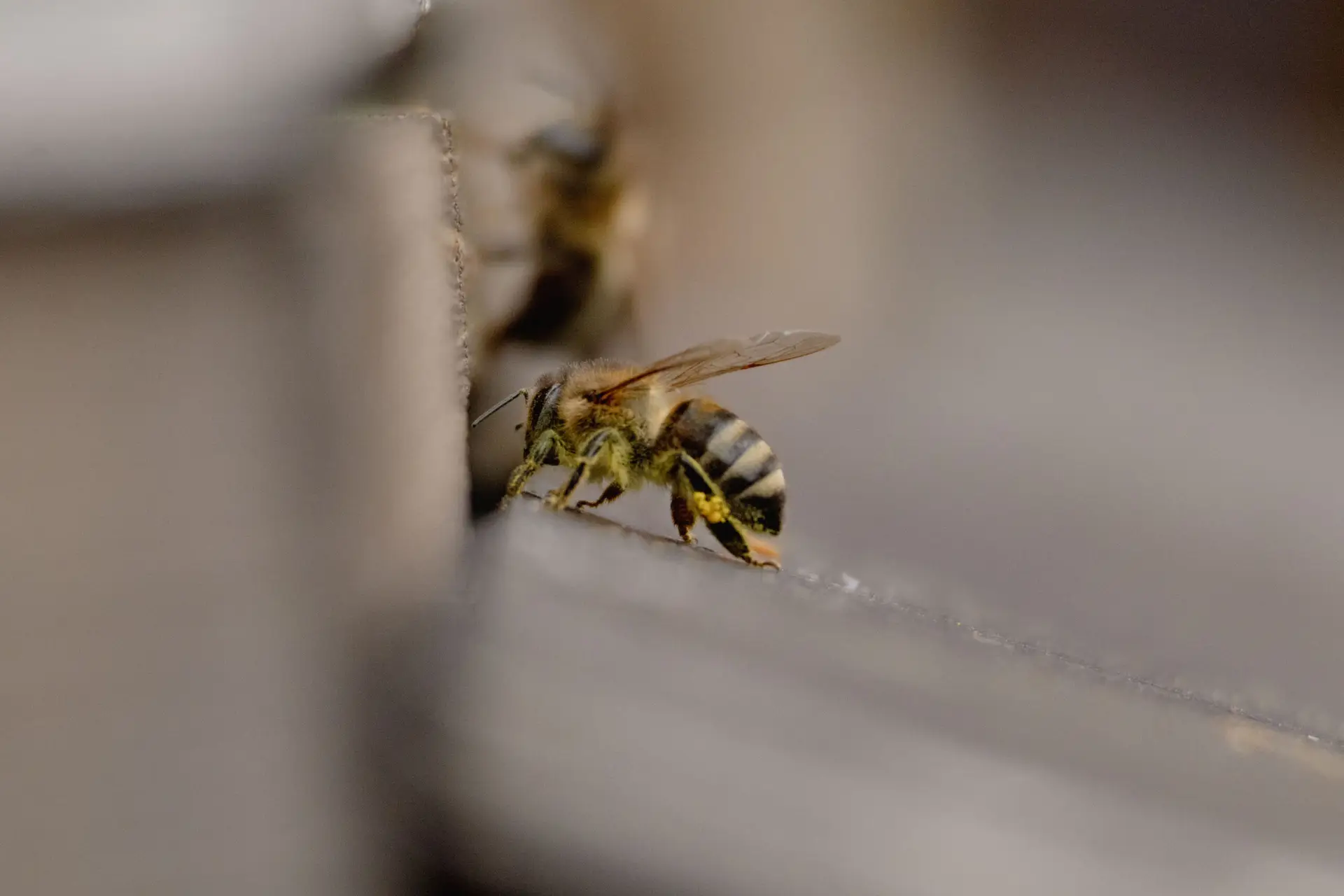 Carnica Biene mit Pollenhöschen