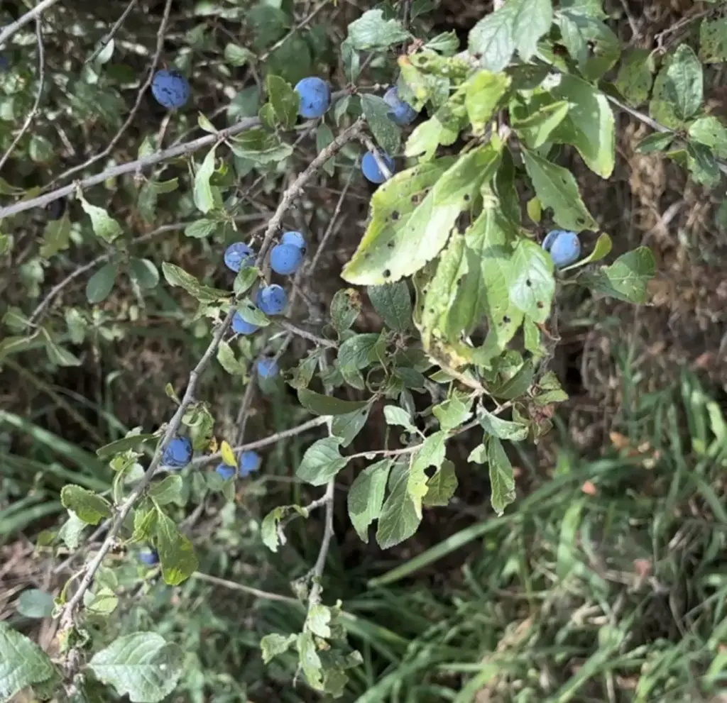 Schlehdornhecke